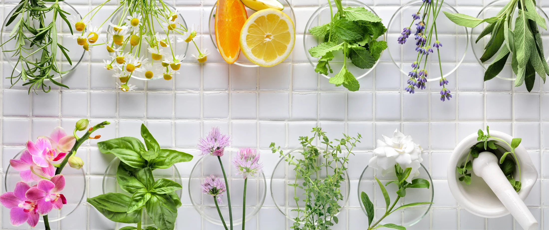 A selection of fresh herbs, citrus, flowers and botanical ingredients