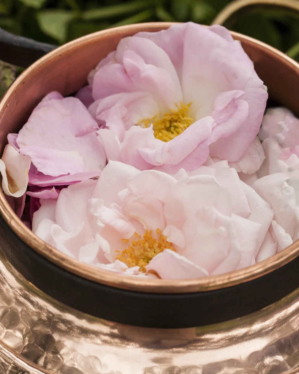 Rose petals gathered for botanical ingredients